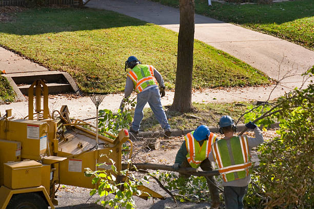 Best Tree Removal Services  in American Falls, ID